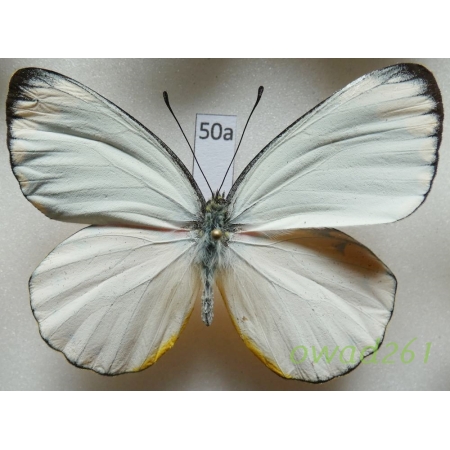 Delias splendida Rothschild, 1894 Indonesia, Timor50a
